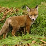 foxcub