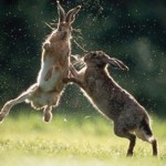 BROWN HARES  boxing
