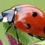 ladybird